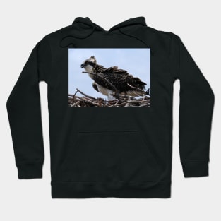 Young Osprey on Nest Hoodie